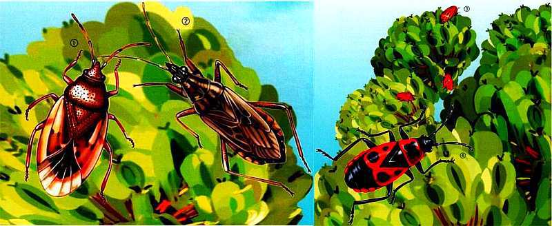 Жуки и другие удивительные насекомые - i_071.jpg