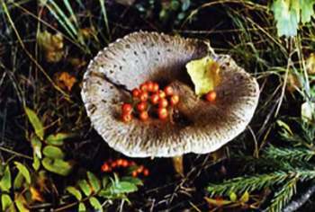 Полное собрание сочинений. Том 17. Зимние перезвоны - _09.jpg