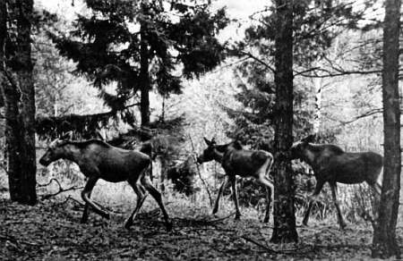 Полное собрание сочинений. Том 17. Зимние перезвоны - _13.jpg