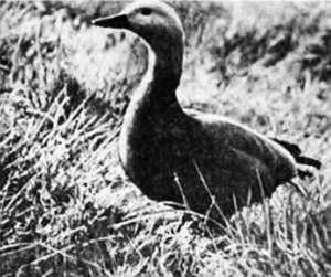 Полное собрание сочинений. Том 17. Зимние перезвоны - _15.jpg