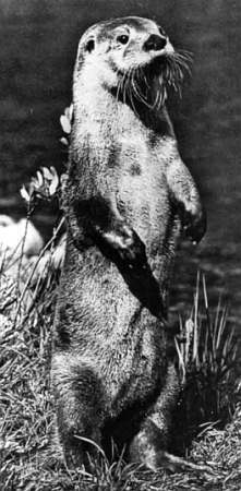 Полное собрание сочинений. Том 17. Зимние перезвоны - _46.jpg