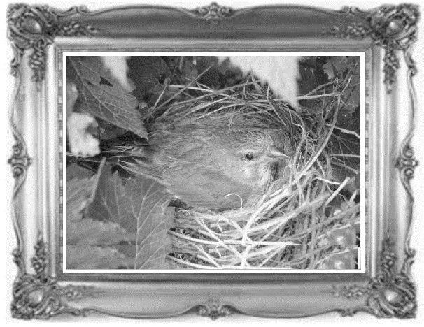 Жил-был воробей, или Зачем нужно ходить в школу - image0_55ddb29707cf679518fd28d3_jpg.jpeg