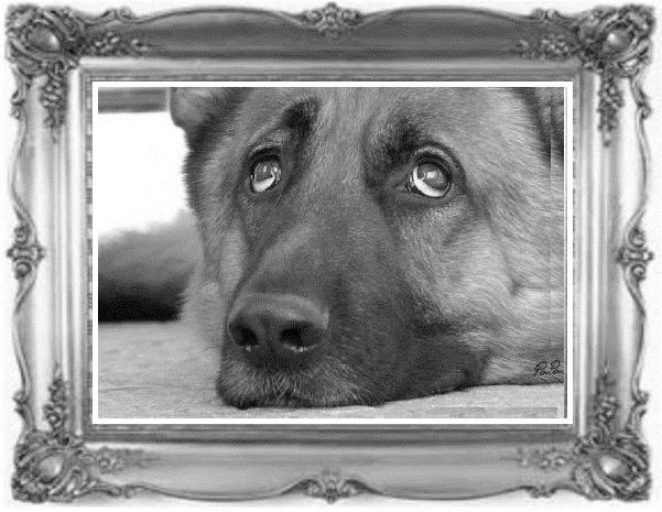 Жил-был воробей, или Зачем нужно ходить в школу - image1_55ddb43a07cf679518fd2a20_jpg.jpeg