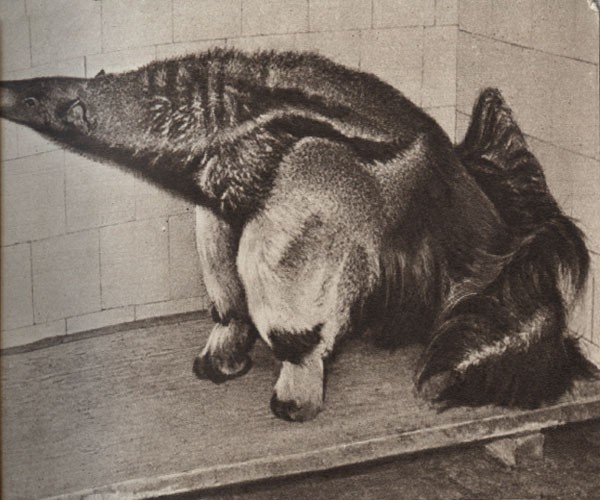 Среди зверей и птиц - _17.jpg