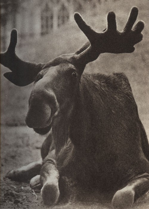 Среди зверей и птиц - _23.jpg