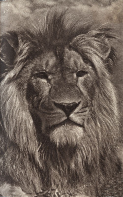 Среди зверей и птиц - _0.jpg