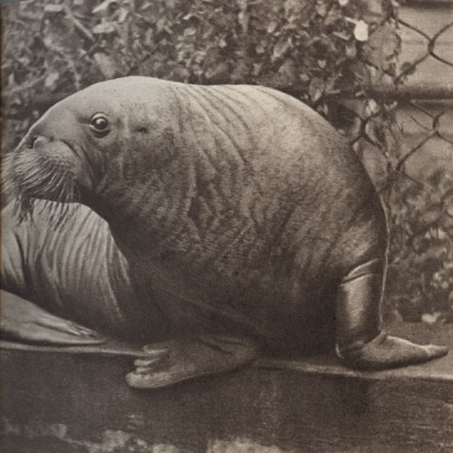 Среди зверей и птиц - _15.jpg