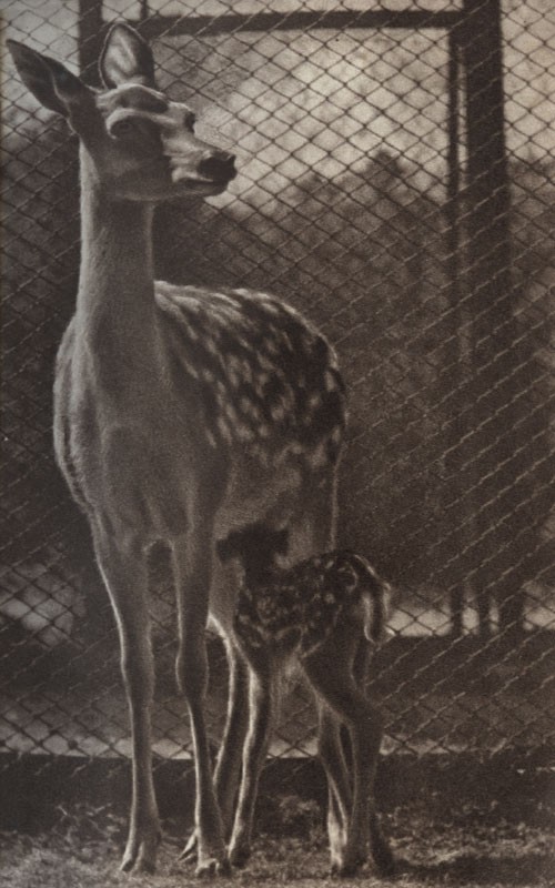 Среди зверей и птиц - _22.jpg