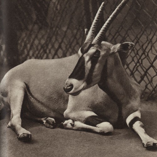 Среди зверей и птиц - _24.jpg