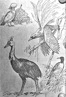 Томек среди охотников за человеческими головами - pic56.png