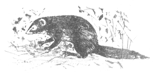 Томек в стране фараонов - pic04.png