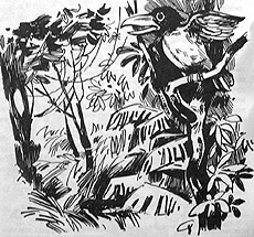 Томек в стране кенгуру - pic23.jpg