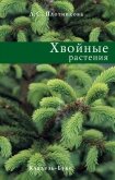 Хвойные растения - Плотникова Лилиан С.
