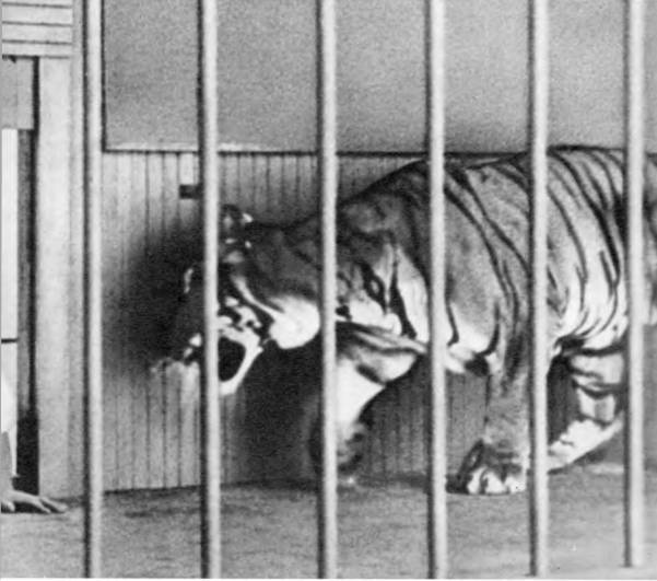 Комики мирового экрана  - _58.jpg