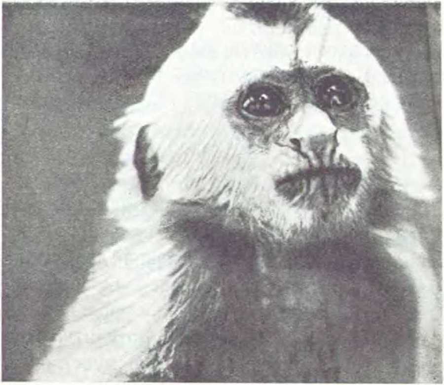 В джунглях Индии  - i_016.jpg