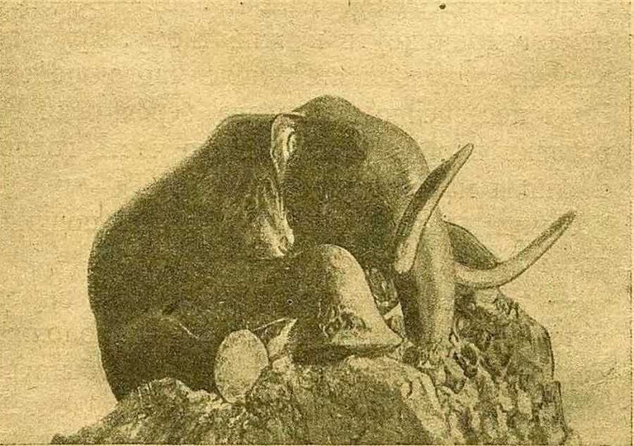 В поисках мамонта - i_011.jpg