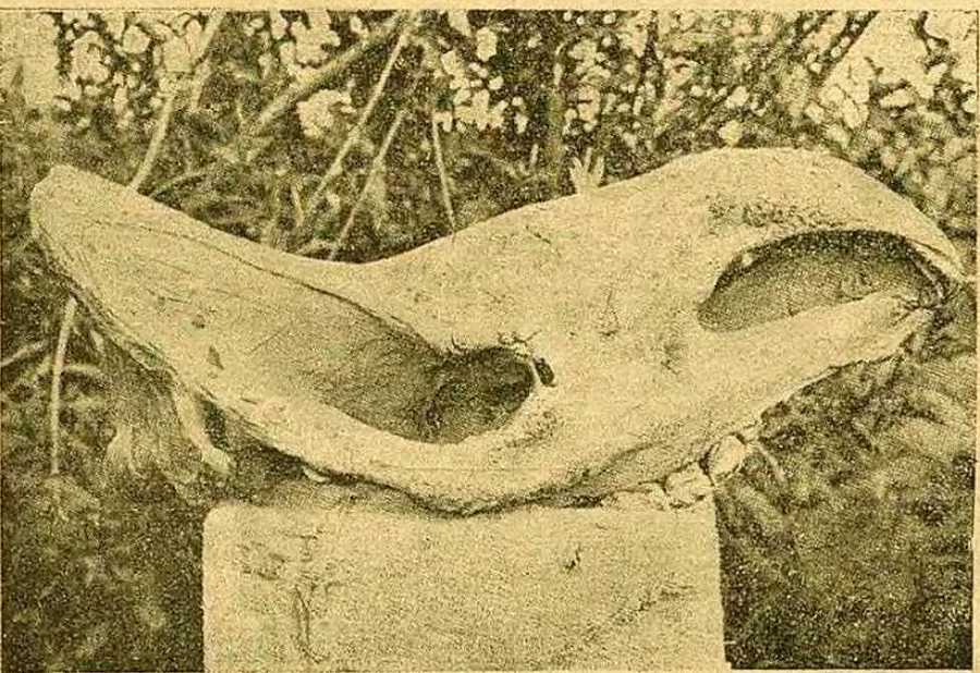 В поисках мамонта - i_014.jpg