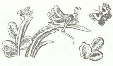 Сказки (иллюстрации Конашевича В.М.) - _135.jpg