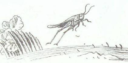 Сказки (иллюстрации Конашевича В.М.) - _61.jpg