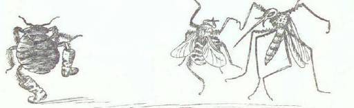 Сказки (иллюстрации Конашевича В.М.) - _67.jpg