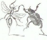 Сказки (иллюстрации Конашевича В.М.) - _72.jpg