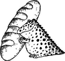 Этюды о питании - i_003.jpg