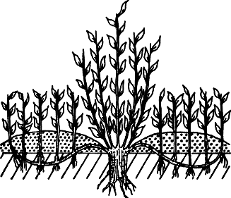 Взрасти свой сад - img_2.png