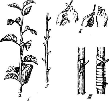 Взрасти свой сад - img_4.png