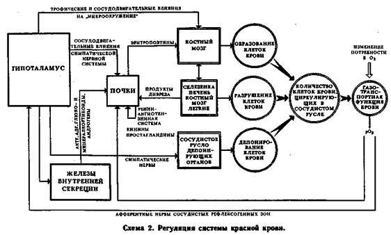 Механизмы регуляции вегетативных функций организма - image003.jpg