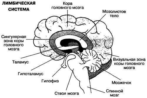 Неужели я гений? - _22.jpg