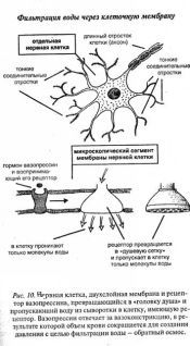 Ваше тело просит воды - pic_10.jpg