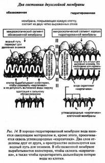 Ваше тело просит воды - pic_14.jpg