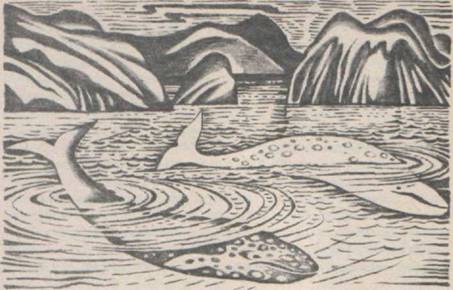 Приключения Гука - Any2FbImgLoader42