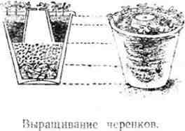 Путешествие с домашними растениями - pic_153.jpg