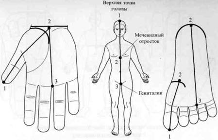 Су Джок семянотерапия - any2fbimgloader23.jpeg