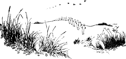 Муми-тролль и комета - i_051.png