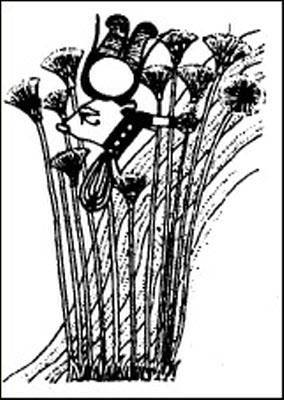 Путь Феникса. Тайны забытой цивилизации - i_027.jpg