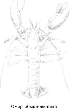 О ловкости и ее развитии - any2fbimgloader39.jpeg