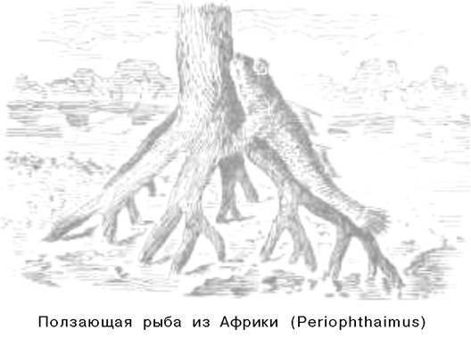 О ловкости и ее развитии - any2fbimgloader49.jpeg