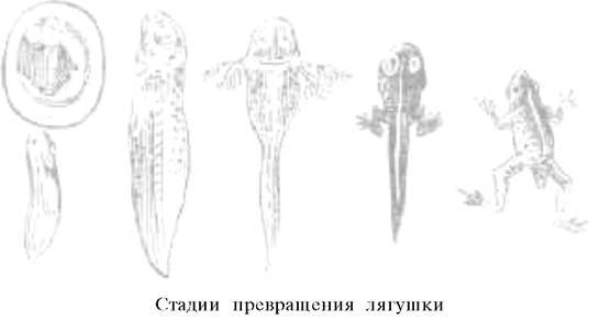 О ловкости и ее развитии - any2fbimgloader50.jpeg