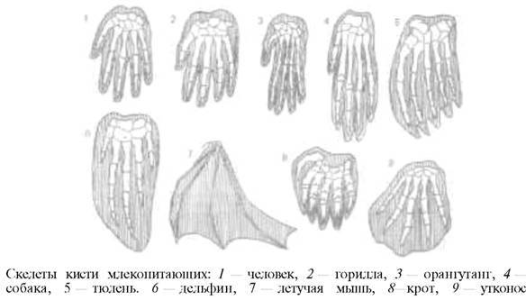 О ловкости и ее развитии - any2fbimgloader53.jpeg