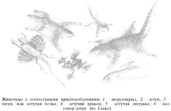 О ловкости и ее развитии - any2fbimgloader54.jpeg