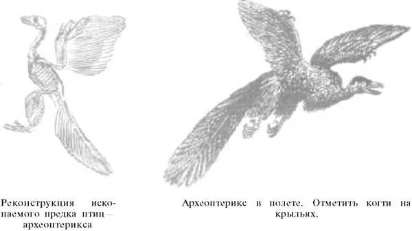 О ловкости и ее развитии - any2fbimgloader67.jpeg