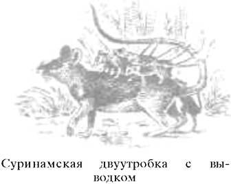 О ловкости и ее развитии - any2fbimgloader71.jpeg