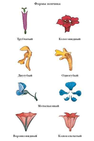 Энциклопедия «Биология» (без иллюстраций) - b_009.jpg