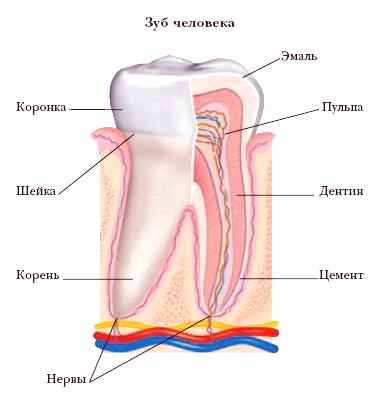 Энциклопедия «Биология» (без иллюстраций) - z_013.jpg