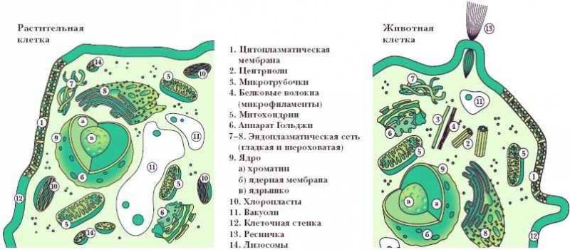 Энциклопедия «Биология» (без иллюстраций) - k_046.jpg