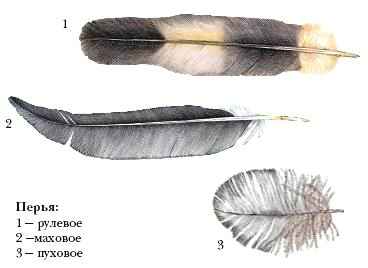 Энциклопедия «Биология» (без иллюстраций) - p_015.jpg