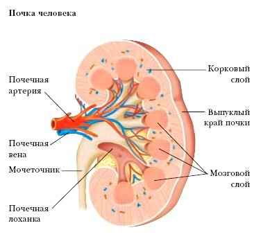 Энциклопедия «Биология» (без иллюстраций) - p_050.jpg