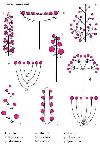 Энциклопедия «Биология» (без иллюстраций) - s_058.jpg